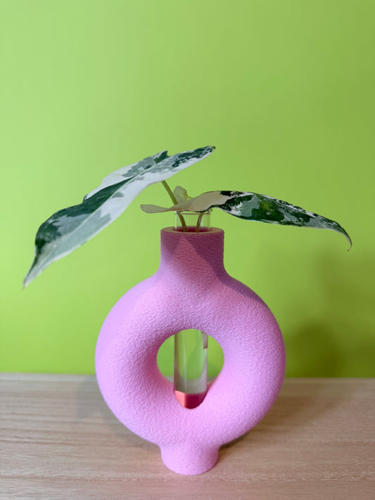 Rooted Propagation Station